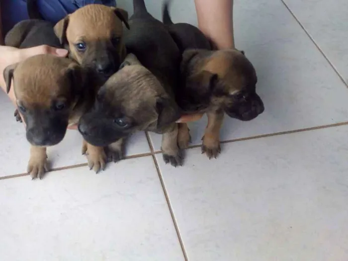 Cachorro ra a  idade 2 a 6 meses nome Princesa, Bel, Lili