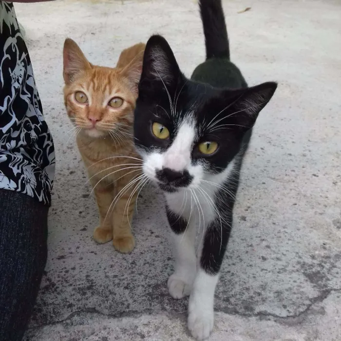 Gato ra a srd idade 2 a 6 meses nome bebes