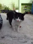raposa