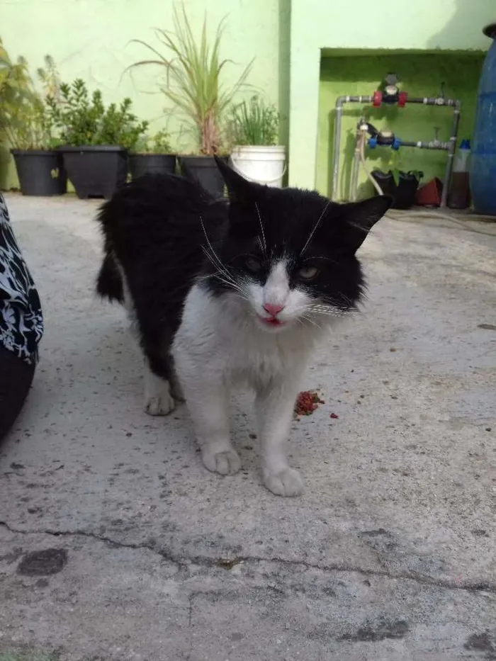 Gato ra a srd idade 7 a 11 meses nome raposa