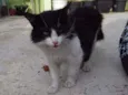 raposa
