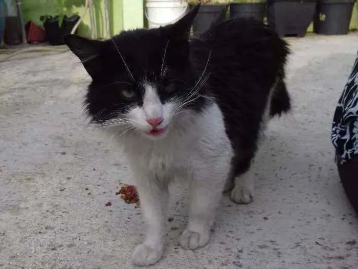 Gato ra a srd idade 7 a 11 meses nome raposa