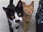 Gato raça srd idade 2 a 6 meses nome bebes