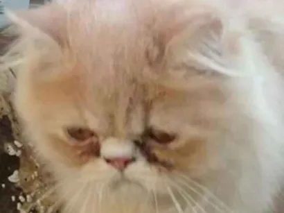 Gato raça persa idade 2 anos nome Paçoca