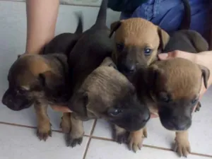 Cachorro raça  idade 2 a 6 meses nome Princesa, Bel, Lili