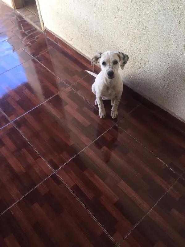 Cachorro ra a vira lata pai Dalmatas idade 2 a 6 meses nome Everest