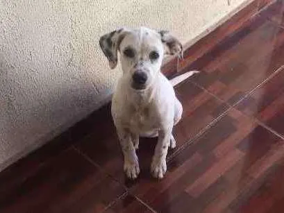 Cachorro ra a vira lata pai Dalmatas idade 2 a 6 meses nome Everest