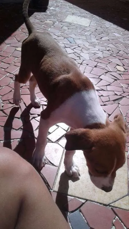 Cachorro ra a VIRA LATA idade 2 a 6 meses nome BOTAFOGUINHO
