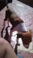 BOTAFOGUINHO