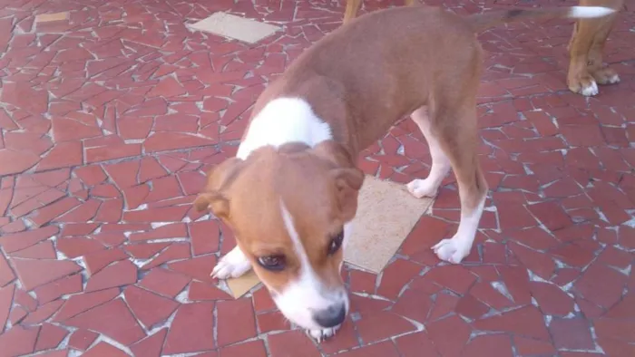Cachorro ra a VIRA LATA idade 2 a 6 meses nome BOTAFOGUINHO