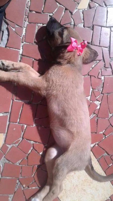 Cachorro ra a VIRA LATA idade 2 a 6 meses nome URSINHA