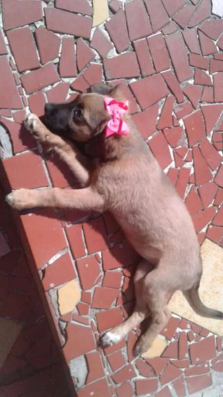 Cachorro ra a VIRA LATA idade 2 a 6 meses nome URSINHA