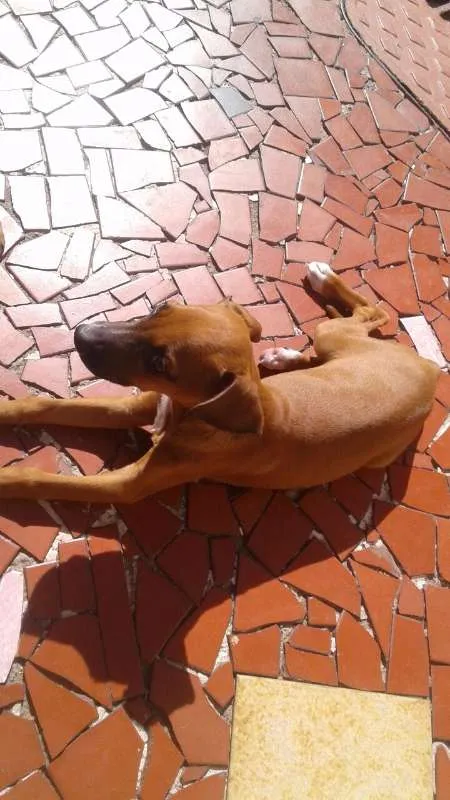 Cachorro ra a VIRA LATA idade 2 a 6 meses nome FOFURINHA