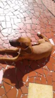 FOFURINHA
