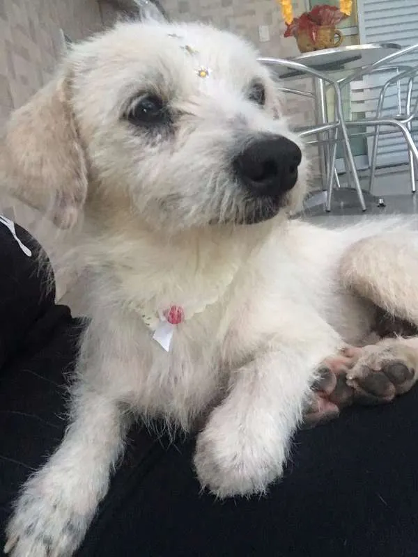 Cachorro ra a SRD idade 1 ano nome Dream
