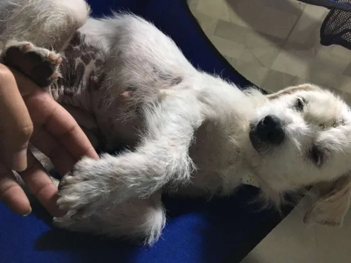 Cachorro ra a SRD idade 1 ano nome Dream