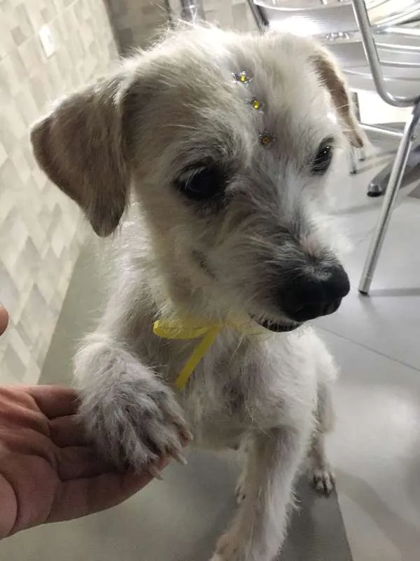 Cachorro ra a SRD idade 1 ano nome Dream