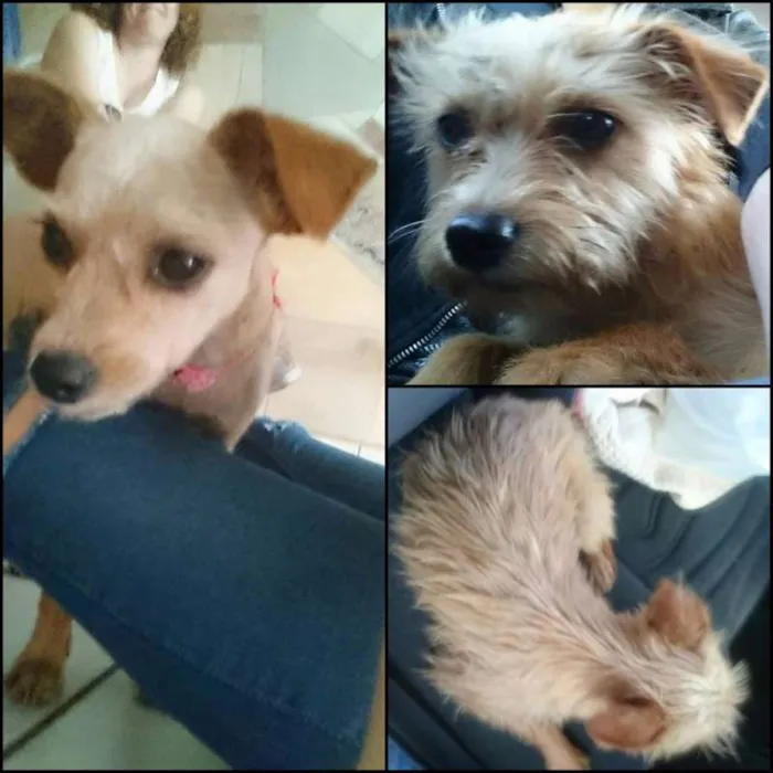 Cachorro ra a  idade 1 ano nome Sem identificação