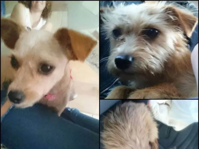 Cachorro ra a  idade 1 ano nome Sem nome