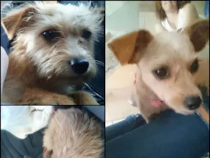 Cachorro raça  idade 1 ano nome Sem identificação
