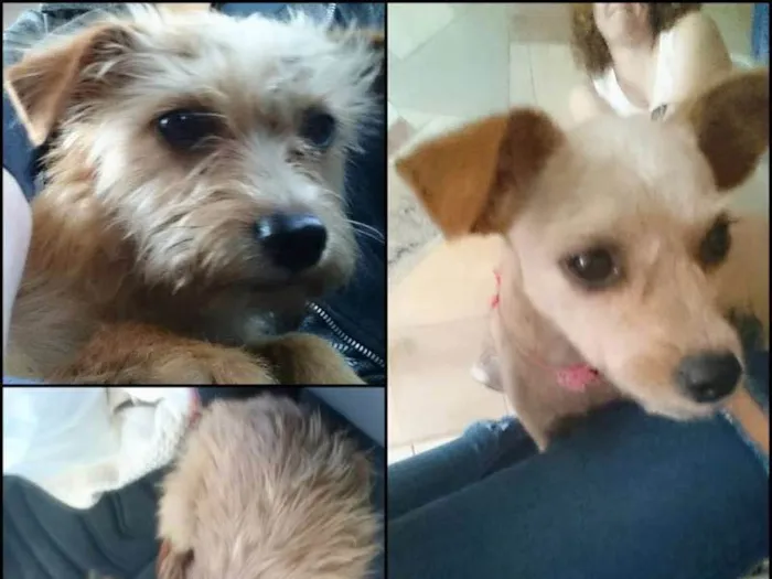 Cachorro ra a  idade 1 ano nome Sem identificação