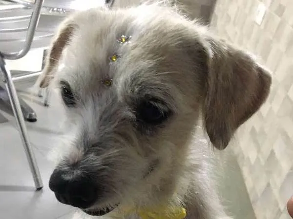 Cachorro ra a SRD idade 1 ano nome Dream