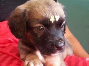 Cachorro raça VIRA LATA idade 2 a 6 meses nome URSINHA