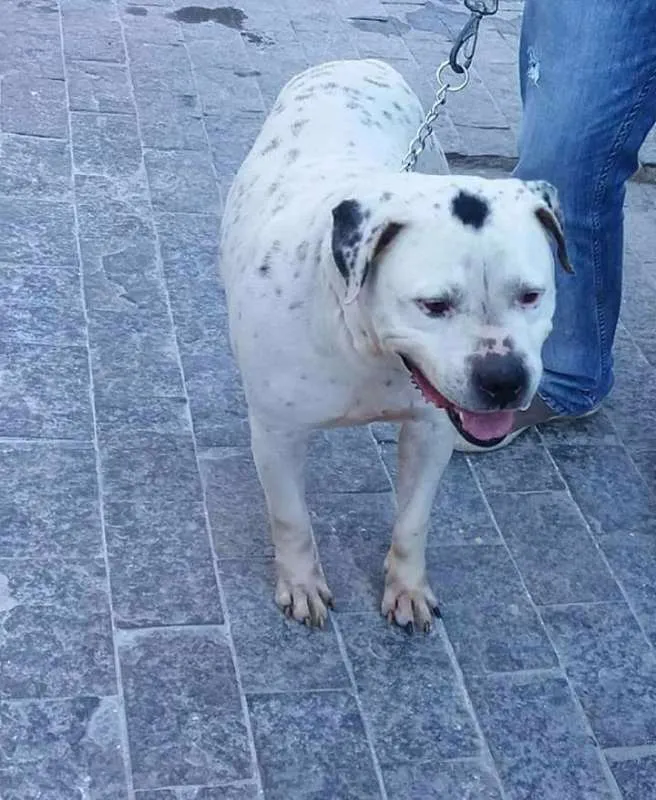 Cachorro ra a Pit Bull idade 6 ou mais anos nome Valente