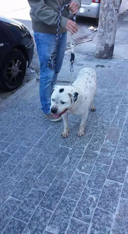 Cachorro ra a Pit Bull idade 6 ou mais anos nome Valente
