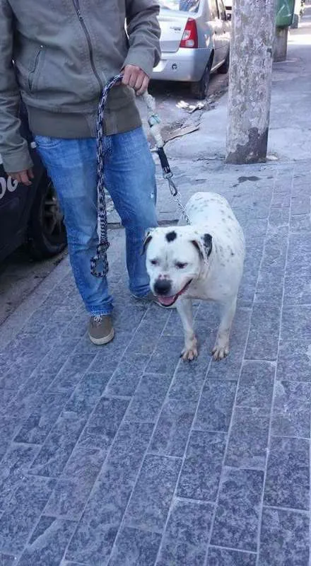 Cachorro ra a Pit Bull idade 6 ou mais anos nome Valente
