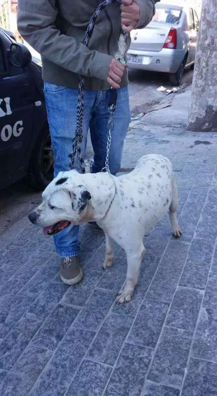 Cachorro ra a Pit Bull idade 6 ou mais anos nome Valente