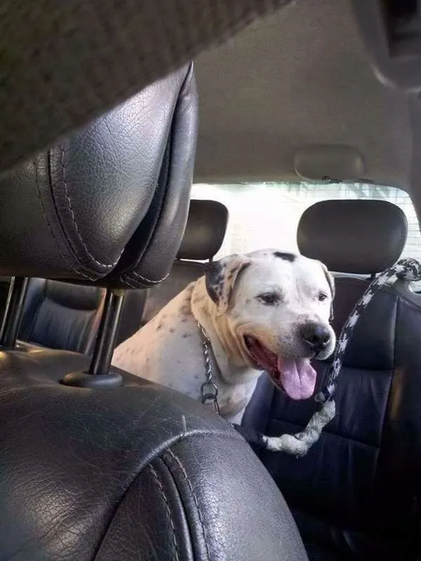 Cachorro ra a Pit Bull idade 6 ou mais anos nome Valente