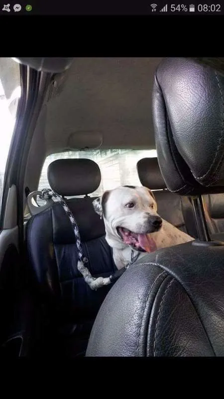 Cachorro ra a Pit Bull idade 6 ou mais anos nome Valente