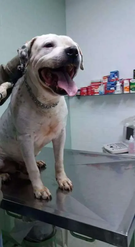 Cachorro ra a Pit Bull idade 6 ou mais anos nome Valente