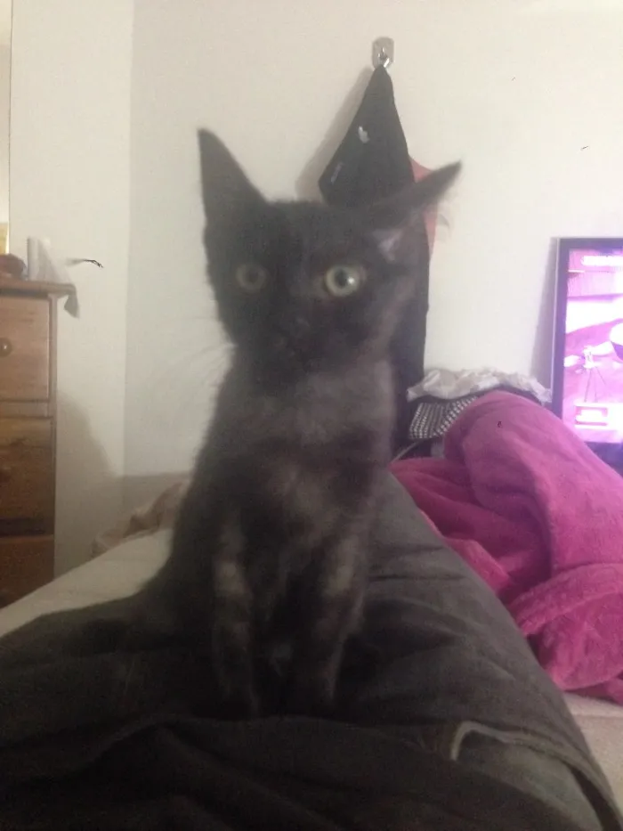 Gato raça Misto idade 2 a 6 meses nome Sem nome
