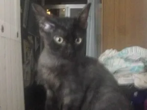 Gato raça Misto idade 2 a 6 meses nome Sem nome