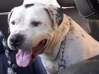 Cachorro ra a Pit Bull idade 6 ou mais anos nome Valente