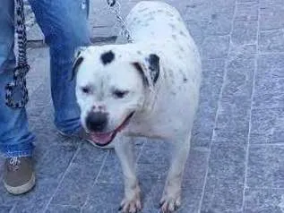 Cachorro ra a Pit Bull idade 6 ou mais anos nome Valente