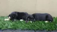 Fofuras