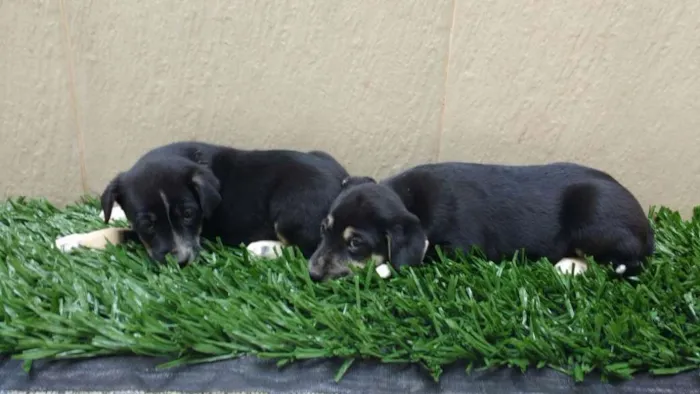 Cachorro raça indeterminada idade 2 a 6 meses nome Fofuras