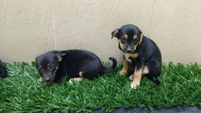 Cachorro raça indeterminada idade 2 a 6 meses nome Fofuras