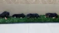 Fofuras