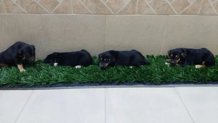 Cachorro raça indeterminada idade 2 a 6 meses nome Fofuras
