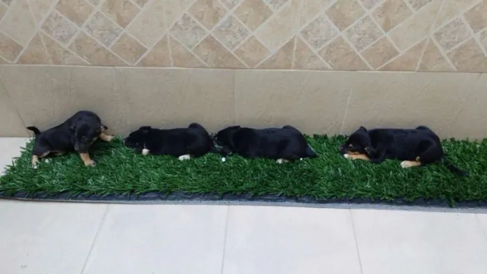 Cachorro raça indeterminada idade 2 a 6 meses nome Fofuras