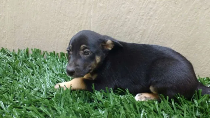 Cachorro raça indeterminada idade 2 a 6 meses nome Fofuras