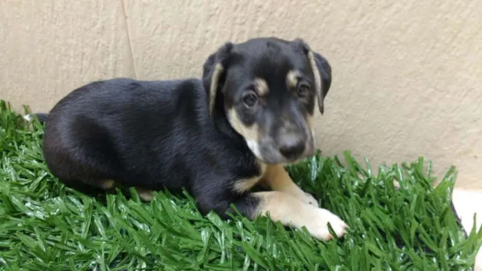 Cachorro raça indeterminada idade 2 a 6 meses nome Fofuras