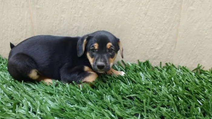Cachorro raça indeterminada idade 2 a 6 meses nome Fofuras