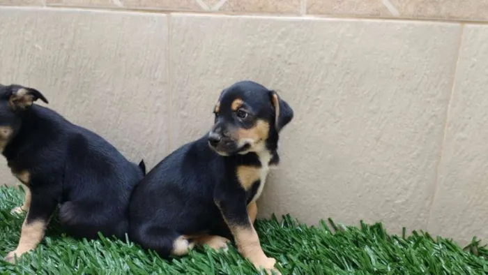 Cachorro raça indeterminada idade 2 a 6 meses nome Fofuras