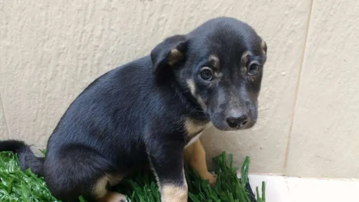 Cachorro raça indeterminada idade 2 a 6 meses nome Fofuras