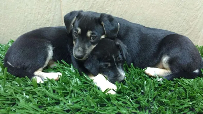 Cachorro raça indeterminada idade 2 a 6 meses nome Fofuras